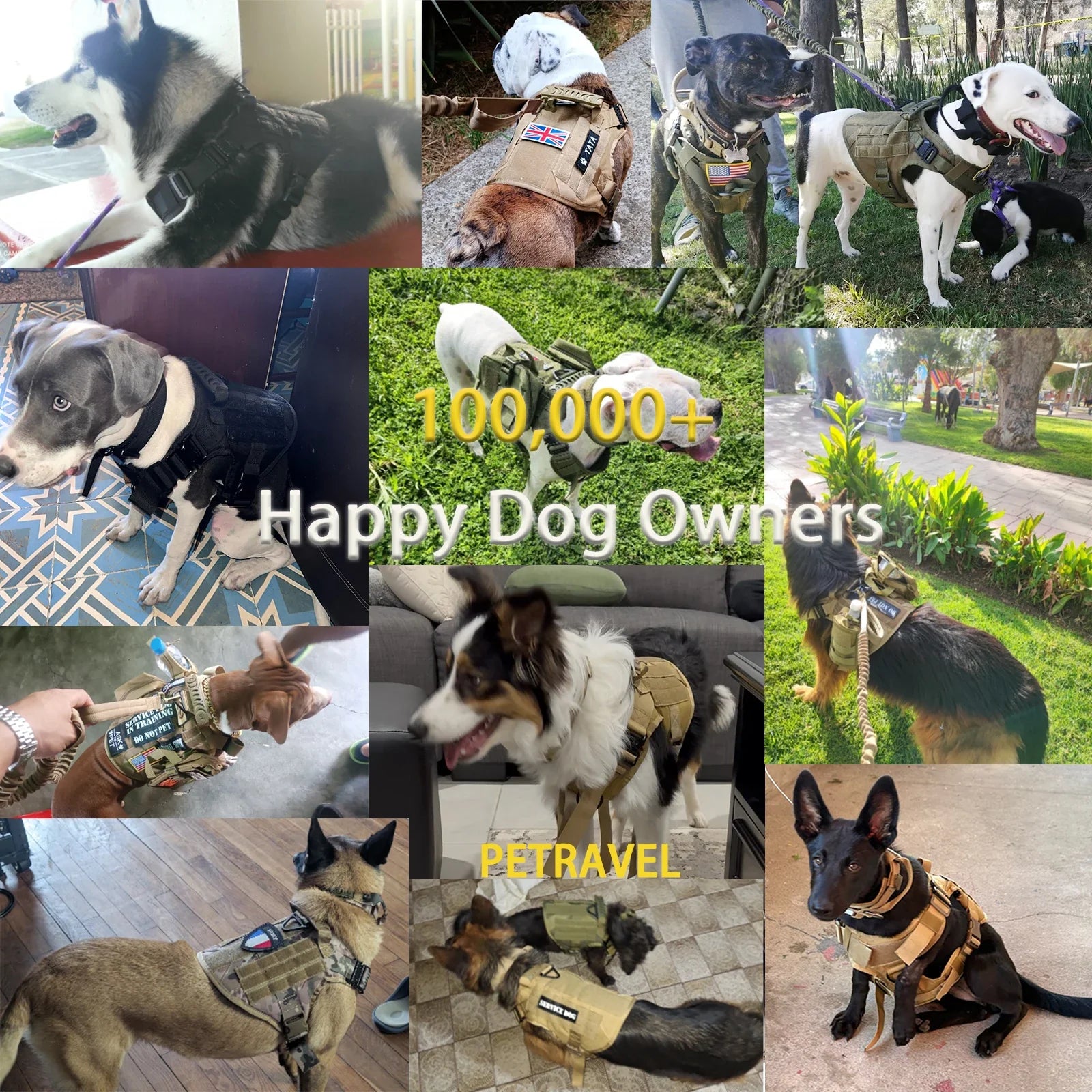 Ultimate Dog Adventure Gear